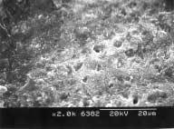 SEM photograph of the fractured surface of SE/C group, showing cohesive failure.