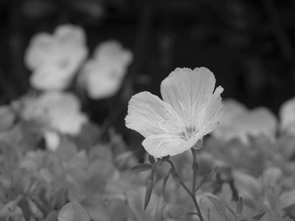노출보정사용하기 배경을넣어꽃을촬영할경우는가능한한심플한배경을선택하여꽃의모양및색상이살아날수있도록합니다. 밝고흰색조의꽃을찍을때는어두운배경에서돋보일수있도록노출보정을 ( 마이너스 ) 쪽으로조절하십시오. 2 잘찍기위한촬영기술 k 촬영가이드 촬영모드변경하기 꽃촬영에있어서한송이의꽃을강조하느냐아니면꽃들판을강조하느냐에따라적절한촬영법이달라집니다.