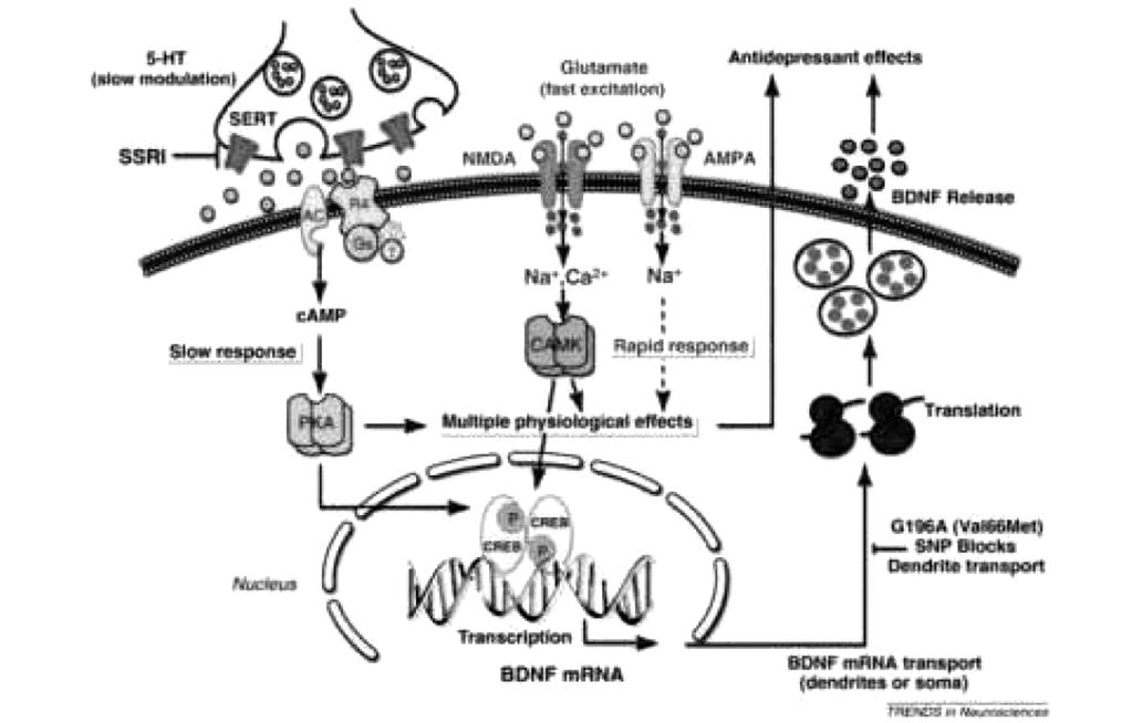 JKSHP, VOL.30, NO.6 (2013) Fig. 2 Signaling pathways regulated by chronic antidepressant treatments 7) 리고항우울제의작용기전을신경세포의가소성 (neuroplasticity) 으로설명하려는이론이다.