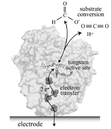 그러나 NADH의전기화학적재생은단순전극만으로는적합하지않고 Rh-complex와같은또다른촉매가필요하다는문제가있다. NADH 비의존형 formate dehydrogenase의경 Figure 6. NADH 비의존형 formate dehydrogenase에의한전극전달전자의직접이용을통한이산화탄소로부터개미산합성 [7].