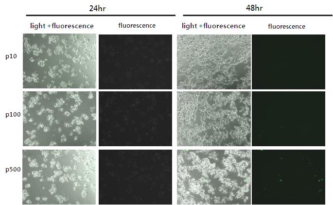Fig. 1. Fig. 2. Fig. 1. Expression of GFP in HepG2 cells transfected with different amount of DNA. HepG2 was seeded at 5 10 4 cells in 12 well plate. Next day, 10 ng. 100 ng.