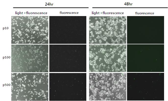 After 24hr and 48hr, GFP expression in live cells was observed using fluorescent microscopy (100 magnification). Fig. 2. Expression of GFP in HCT116 cells transfected with different amount of DNA.