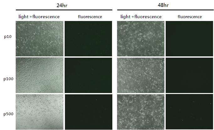 Fig. 3. Fig. 4. Fig. 3. Expression of GFP in A549 cells transfected with different amount of DNA. A549 was seeded at 5 10 4 cells in 12 well plate. Next day, 10 ng. 100 ng.