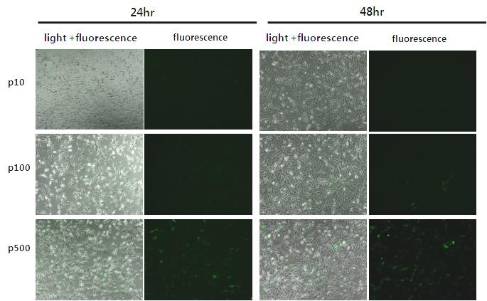After 24hr and 48hr, GFP expression in live cells was observed using fluorescent microscopy (100 magnification). Fig. 4. Expression of GFP in SKOV3 cells transfected with different amount of DNA.