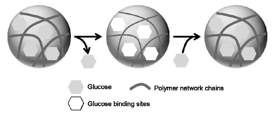 출처 : Modified from Biomaterials, 33, 7115-7125 (2012). Copyright 2012 Elsevier B.V. Figure 5. Molecularly imprinted poly(nipam-aam- VPBA)- Ag hybrid microgels with specific glucose-binding sites.