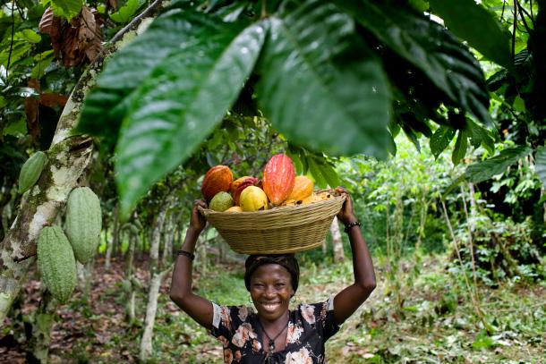 세계농식품산업동향 가지에서열매가맺을수있도록줄기나가지를손상하지말아야한다는것이다. 매년카카오나무의줄기와큰가지에는무수히많은꽃이피지만, 이가운데약 1% 정도만이결실에성공하여카카오포드를생산하게된다. 따라서좋은결실을얻으려면꽃과열매가맺히는줄기나큰가지가손상되지않도록각별한주의를기울여야한다.