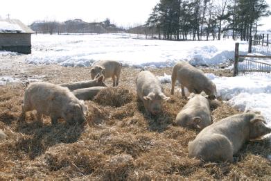 콘수확지에 60두정도를일시방목하며, 돼지들은스위트콘의줄기사이를돌아다니면서찌꺼기나땅속의벌레등을찾아먹으며흙이나물과장난하고있다. 찌꺼기외에주고있는것은방목지의목초나규격밖에서출하할수없는농산물과녹말찌꺼기등이다. 이외에도농협선과장에서나오는참마의규격외품등이급여된다. 마이너스 20 을밑도는겨울철에는감당할만한체력단련과영양의치우침방지를위해약간의농후사료를주고있다.