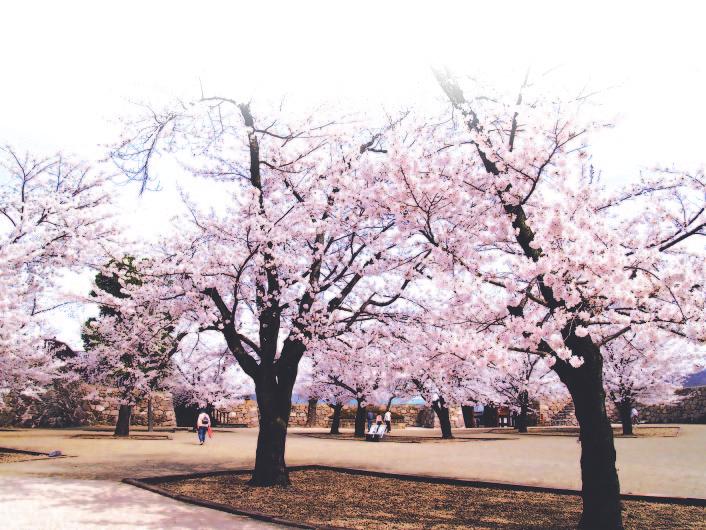 4월 로우카쿠 매화원 꽃축제 [ 초순 ] ( 신슈 신마치 로 우카쿠 매화원 ) 히가지조 살구 축제