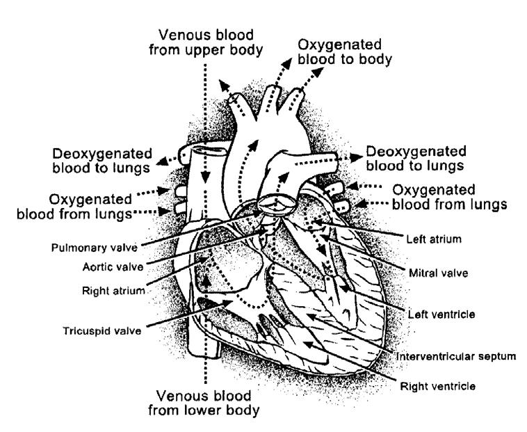 대부분의경우부정맥은심실 ( 아랫쪽펌프실 ) 로부터그리고심방 ( 심실의윗쪽 ) 으로부터오는두가지중요한부분으로분류됩니다.
