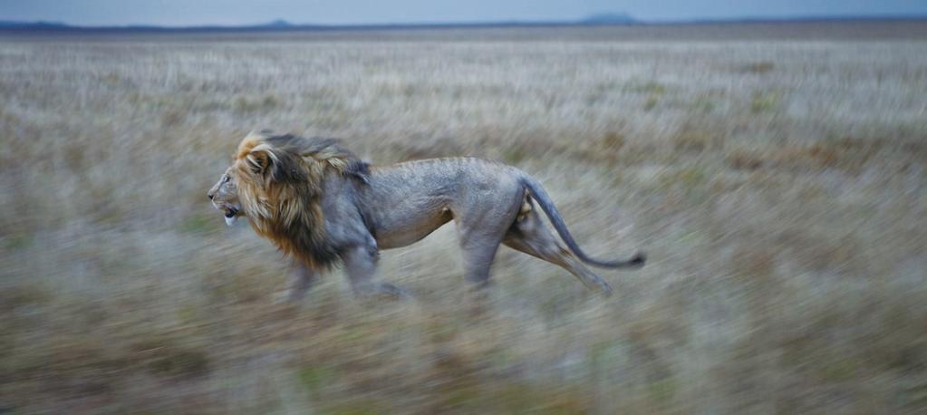 내셔널지오그래픽 <The Serengeti Lion> 영상갈무리 _ 출처 : http://ngm.nationalgeographic.com/serengeti-lion/index.html#/coalition 드론을활용한영상의특성은우선현장성이월등하게높다는점을들수있다.