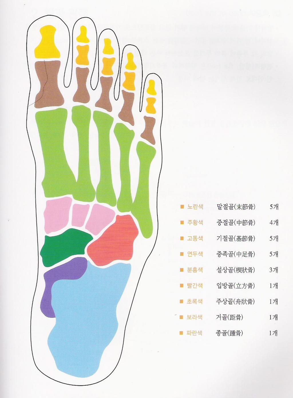 1 주한방발반사요법이란 분, 발가락을구성하는족지골 ( 足趾骨 ) 14 개로이루어져있다.