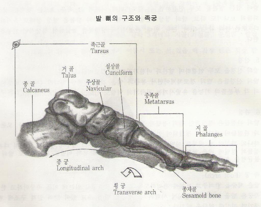 2) 근육과힘줄, 인대 한방발반사요법 [2011-1] 양쪽발의근육은 76 개이며, 인대는 112 개가있다. 몸중에서가장많은인대가모여뼈와뼈를연결 하고, 불균형적인하중에대하여비틀림을방지하고있다. ( 고유감각수용체.preprioception) 3) 족궁 발은체중을받쳐주고보행을돕기위해만곡을유지하고있는구조물을족궁(arch) 이라한다.