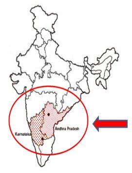인도남부의옥수수주재배지역은 Karnataka 와 Andhra Pradesh(KAP) 지역으로현대적인재배기술을이용한대규모상업적옥수수생산지역임ㅇ KAP 지역에서는주로양계산업을위한사료로서옥수수가주로이용됨ㅇ 1980 년대이후양계산업의급속한발전에따라사료용옥수수생산량도늘어나고있음 인도남부지역옥수수재배지역특성 Non-Traditional maize growing