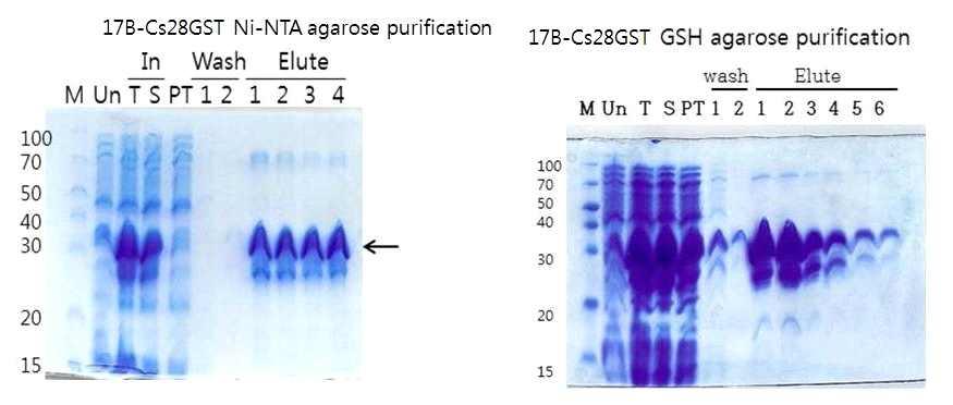 융합단백질은분자량이 35 kda 이었으며, thrombin 에 의하여 Cs28GST 와항원 17B 의 B-cell epitope 부분이절단되었다 (Fig. 7). Fig. 7. Ag 17B-Cs28GST fusion protein expression test.