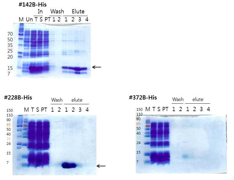 . Fig. 11. Histidine-tagged proteins purified by Ni-NTA agarose column chromatography.