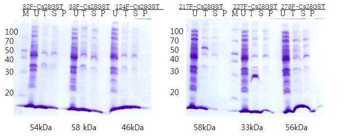 1.7. 제 2 후보항원군의전장단백질 결과 1.6. 항에서보여진바와같이 B-cell epitope를예측하여생산한항원단백질은 solubility 개선에는대단히효과적이었다. 그러나항원성개선효과는현저하지않았다.