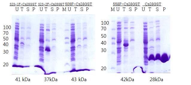 제 2 군전장항원 -Cs28GST 융합단백질 각후보단백질의 EST sequence 중첫 methionine을포함시켜 stop codon까지가장긴 cdna를증폭시키도록 primer를제작하였다. 발현벡터는 Cs28GST 가 tag이되는 pet-23 개량 vector를사용하였다.