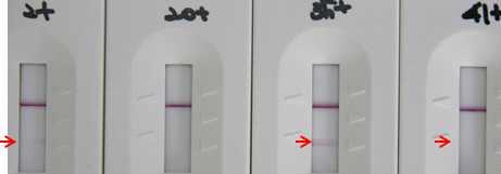 그러나일반인의혈청을무작위로검사할때위양성률이증가할가능성이예상되므로민감도의범위를유지하는수준에서 test line의항원단백질과 gold conjugate의양을줄이도록설계하였다 (Fig. 30). (A) (B) (C) (D) Fig. 30. Test line의농도에따른반응선의강도실험.