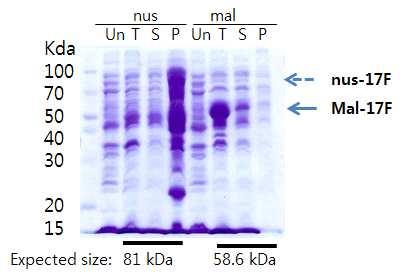 1.11. Ag17 항원의항원성증강을위한재조합단백질생산 (1) 17F-nus, 17F-maltose binding protein fusion protein 현재 pet-44a와 pmal-cri 발현 vector를이용하여새로운 construct를제작하였다.
