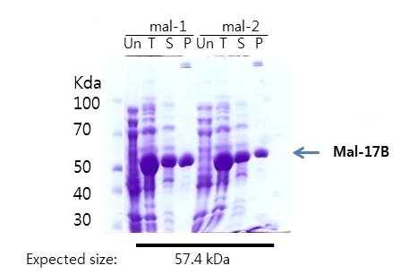 . Fig. 36. Expression test of Ag17 full length polypeptide fused with nus or maltose tag protein.