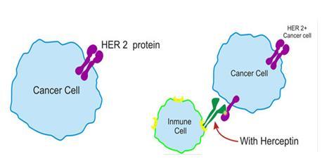 허셉틴 (Herceptin): HER2 저해제 암세포는세포본연의기능을무시하고지속적으로증식하는특징이있다. 우리몸에생긴암세포가증식하기위해서는세포표면의성장인자수용체 (EGFR, Human Epidermal Growth Factor Receptor) 에리간드가결합되어티로신키나아제 (tyrosine kinase) 라는효소가나오면서암세포의성장신호를활성화시켜야한다.