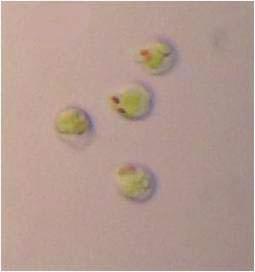 성체 절편(3-4 cells) 은 연속광에서 접종 2일 이내에 배우자낭(gametangia)을 형성 하였고 세포의 옆면에 방출공이 생성된 후 배우자(n)를 배양액 으로 방출하였다(Fig. 2B).