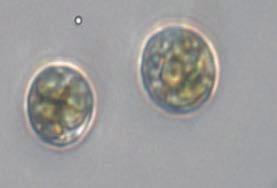 ASW (A) PES 6 4 E G F 15 25 3 8 ASW J K L Fig. 2. Growth and reproduction of Cladophora albida.