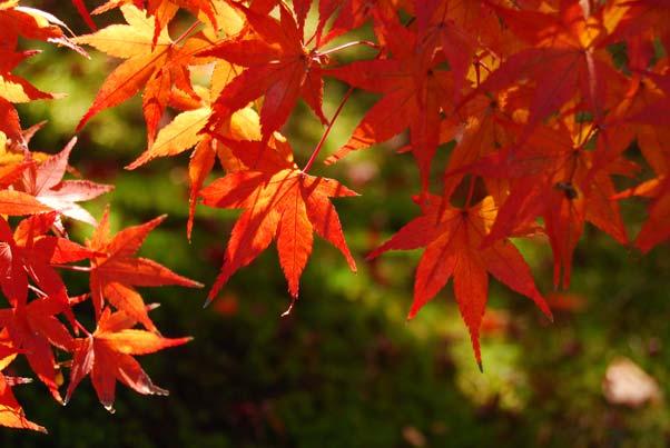 z 단풍 가을단풍의붉고노란빛깔촬영에적합합니다.