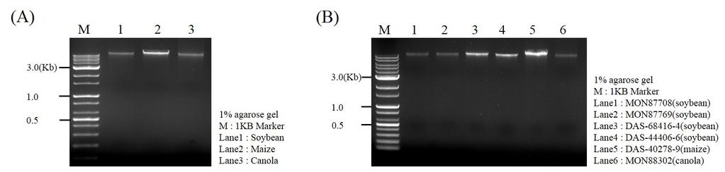 100 J Plant Biotechnol (2017) 44:97 106 Fig. 1 Genomic DNA isolation from NON-LM and LM.