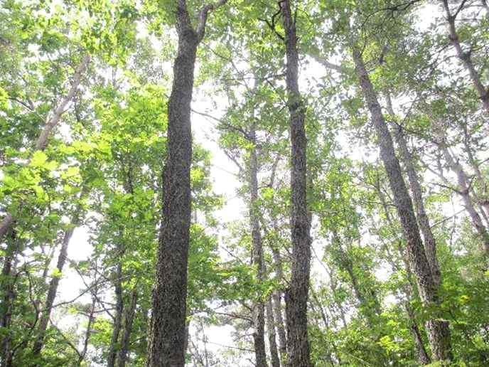 여분산 - 운남 E4- 굴참나무 - 신갈나무군락근경 여분산 - 운남
