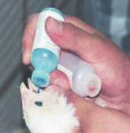 Yu Tatesawa, 216, An innovative production model for laying hen Vaxsafe MS/MG
