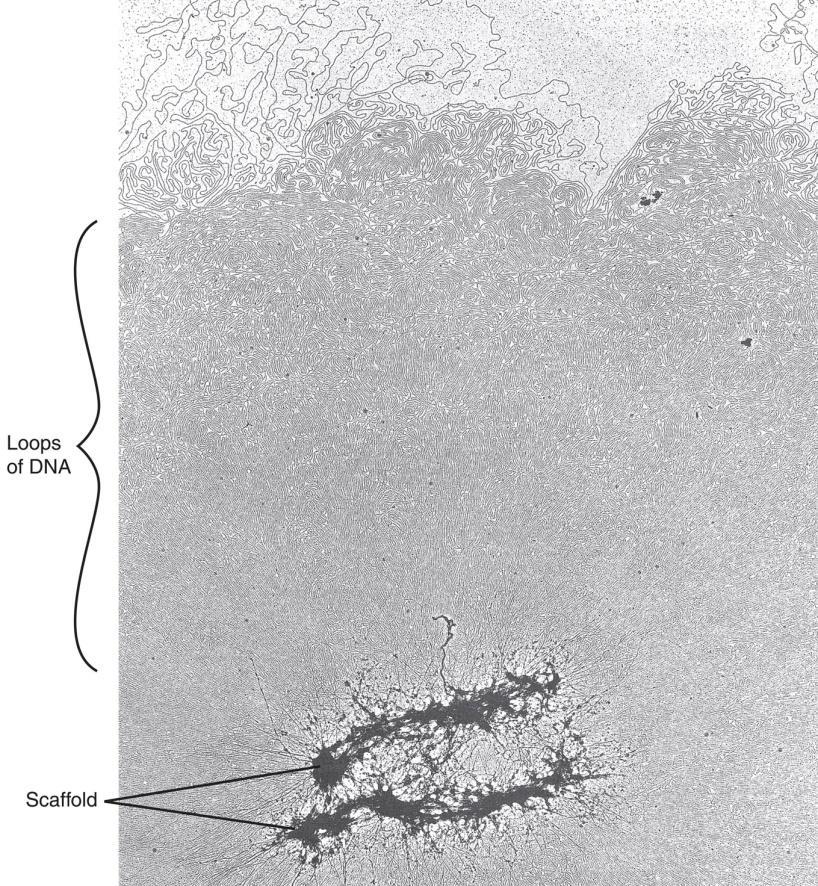 Scaffold structure model Figure 6.23 앞에서배운 40 배의응축이외에중기의염색체같은경우는약 500 배의응축이더필요함전자현미경사진처럼 histone 이제거된염색체는 Scaffold protein 에 DNA loop 가연결된형태를보임.