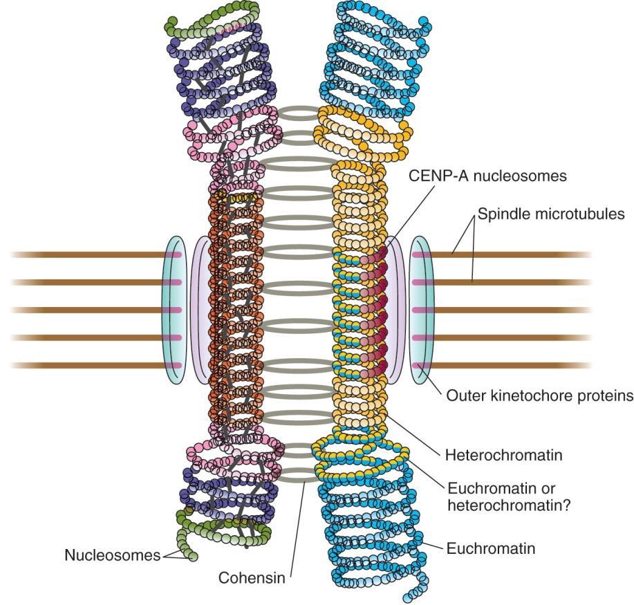 Figure 6.27 Centromere 는 DNA 와 histone 과다른단백질들이결합된특수화된 chromatin 의형태를갖고있다.