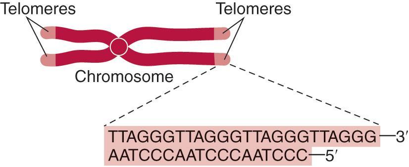 Telomeres Figure 6.28 Figure 6.29 Tetrahymena 에서염색체의끝부분이 short simple sequence 인 TTGGGG 로된것이밝혀짐. 대부분의진핵세포에서 5-8 sequence 로된 simple array repeat 로됨.