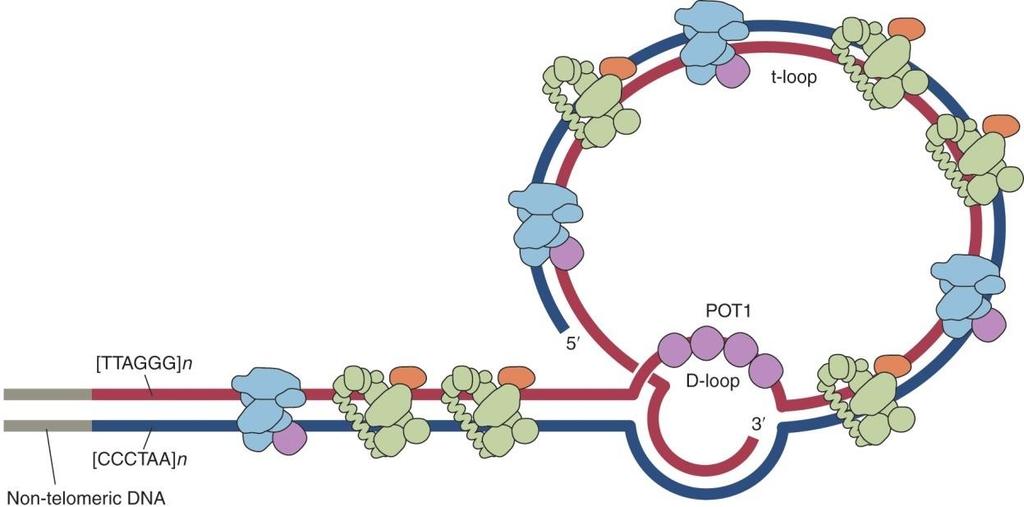 TRF1, TRF2 모두 telomere 부위로다른단백질을모으는역할을한다.