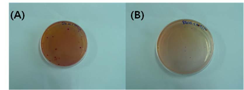 <Figure 19> The numbers of Coliform group which was proliferated on Chuinamul within two containers(control, cium) during four days at 25 ( : control, : cium) <Figure 20> The shape of Coliform which