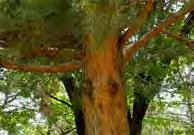 월드컵공원전시관앞정원에는솔방울이열리는식물로소나무, 리기다소나무, 잣나무가자라고있다. 전시관을견학한후소나무과나무들의공통점과차이점을찾아보자.