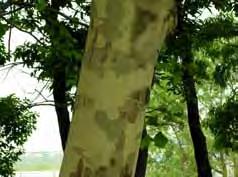 3) 나무의외투플라타너스의녹색의외투는만니톨이라는당분까지첨가하여비가오는날이면독특한냄새가난다. 나무의줄기를감싸는조직을 수피 라고부른다. 수피는줄기의부피생장을진행시키는형성층의바깥쪽에있는모든조직을통틀어일컫는다. 여러겹의서로다른조직으로이루어져있어끊임없이형성되고사멸된다. 관다발체계는가운데형성층을중심으로안쪽으로는목부와바깥쪽으로체관부가서로붙어있다.