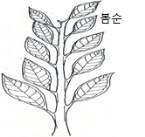5. 가지와뿌리가.