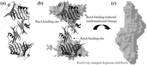 (a) (b) (c) 그림 13. (a) RseB 의결정구조. (b) RseB 와 (c) RseA11-16/RseB 복합체의용액구조. 신호에대응하기위해해당단백질을발현하는신호전달과정을포함한다.