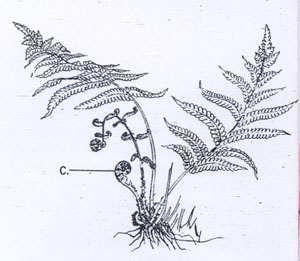 < 그림 12-1-4. 양치식물. c; 권상개엽 (circinately vernate leaf)> 제 2 절. 양치식물 (Fern) 의생식 양치식물중에서대표적인고사리의생식과발생을공부한다. 우리가먹는고사리순은포자체세대의어린순이다.
