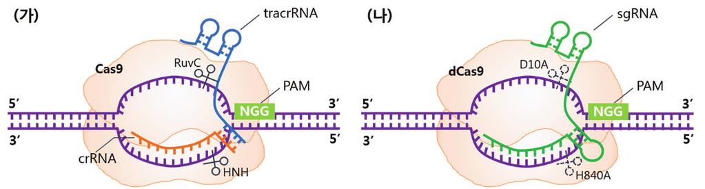 유전체교정시대의도래와전망 그림 1. 크리스퍼유전자가위의모식도. ( 가 ) 자연계에서발견된크리스퍼유전자가위의구성인자. Cas9 단백질과한쌍의가이드 RNA (crrna and tracrrna) 로구성되어있다. ( 나 ) 개조된크리스퍼유전자가위의구성인자.