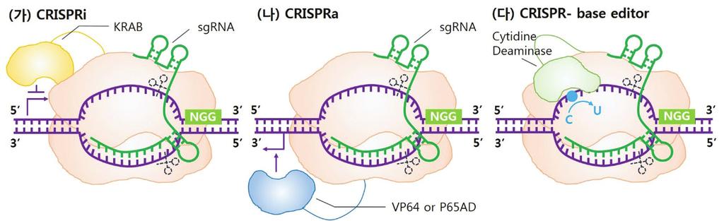 유전체교정시대의도래와전망 그림 3. 크리스퍼유전자가위변형을통해만든새로운유전자교정기술모식도. ( 가 ) 표적유전자발현을억제하는 CRISPRi. ( 나 ) 유전자의발현을촉진시키는 CRISPRa. ( 다 ) DNA 절단및외래 DNA 공여체없이교정이가능한 CRISPR base editing. 일컫는다.