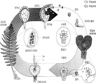 우산이끼와솔이끼의생김새 1) 몸의구조, 장정기와장란기의생김새와위치, 헛뿌리의위치와생김새 ( 우산이끼의헛뿌리는끝부분이갈라지지않고, 솔이끼의헛뿌리는끝부분이갈라져있다 ) 2) 장란기는천없는우산모양이며,