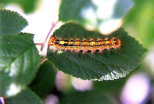 해충식엽성해충 매미나방 유충 1 마리가 1 세대동안수컷이 700-1100 cm2, 암컷이 1100-1800 cm2의참나무잎을먹는다.