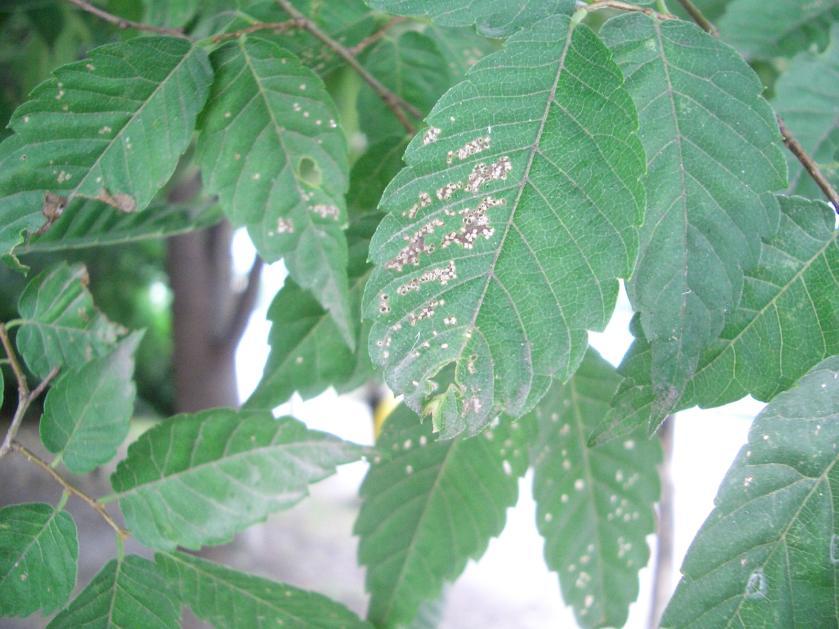 해충식엽성해충 느티나무벼룩바구미 5-6 월에피해받은잎이갈색으로변한다.