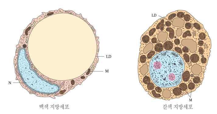 지방조직과지방세포 (1) 갈색지방조직과백색지방조직 v 백색지방조직 : 지방조직의대부분차지 크기가큰중성지방덩어리가세포내부를차지하고있고핵이가장자리에치우쳐있고소량의물과단백질함유