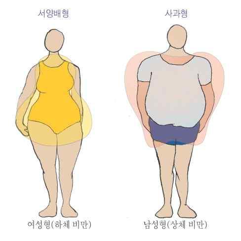 비만의위험 체지방의분포형태 1 건강상의위험 v 동아시아인대상으로한최근연구 -> 정상체중보다 BMI 높을때심혈관계사망률이증가함 ( 인슐린저항성증가,
