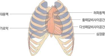 심장초음파검사를위한탐촉자의위치 [ 심장초음파기록을위한탐촉자의위치 ] - 1. 복장뼈왼쪽가장자리 ( 흉골좌측가장자리 ) : 장축단면, 단축단면 - 2. 심장꼭대기 ( 심첨부 ) ; 4 강단면, 5 강단면, 장축 2 강단면 - 3. 갈비활아래 ( 늑골궁하 ) - 4.