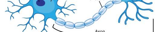 ti to ANN Biological inspiration Dendrites Nucleus Axon terminals 뉴런의입력, 처리, 출력 (